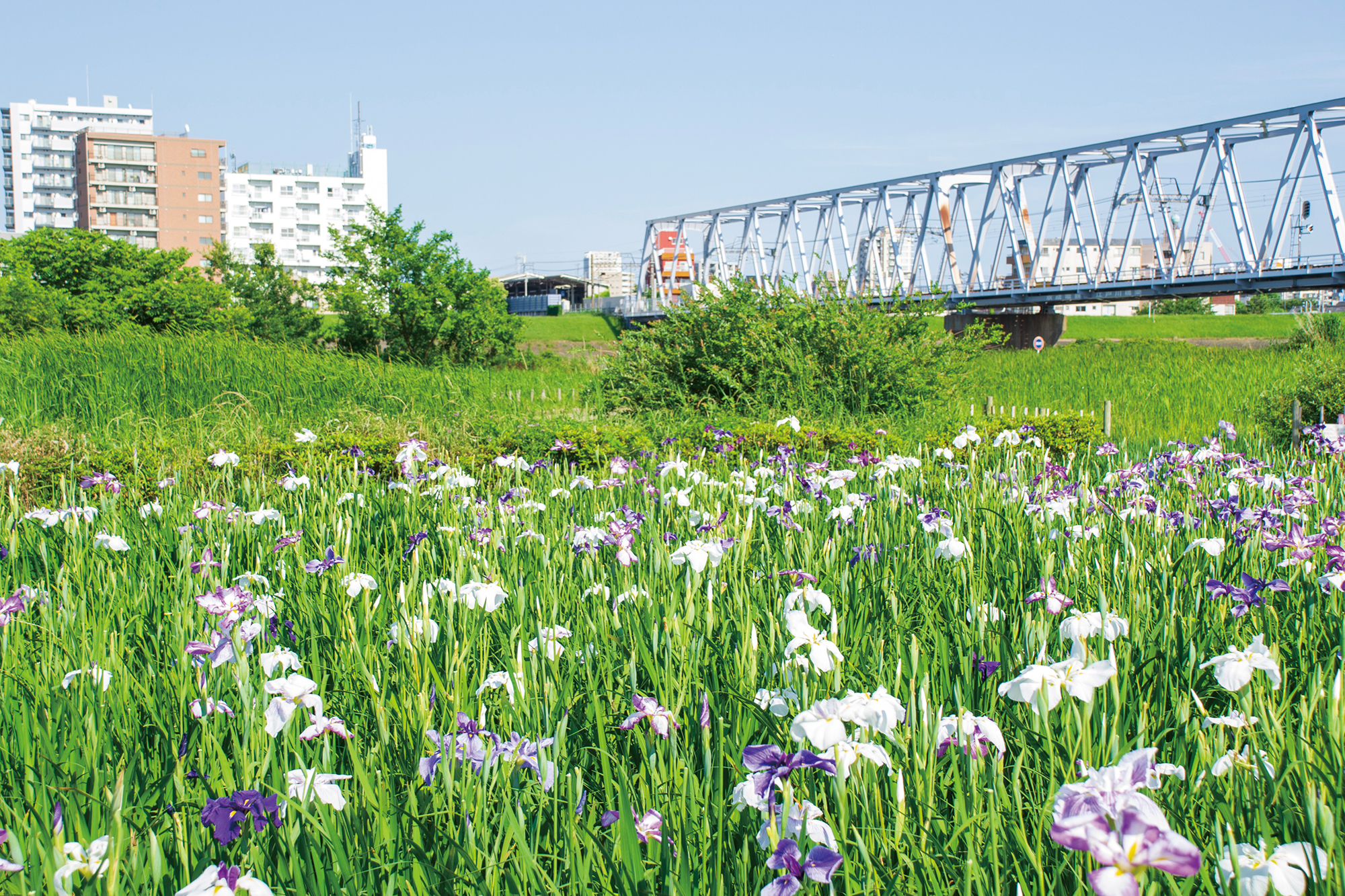 小岩菖蒲園イメージ